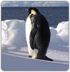 Alimentos de pingüinos y ballenas afectados por cambio climático en la Antártida