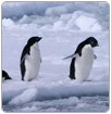 Miles de crías de pingüinos mueren de hambre en la Antártida