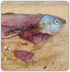 2050: más plásticos que peces en los océanos
