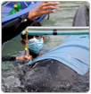 Muere una ballena por la ingesta de 80 bolsas de plástico