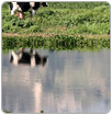 La agricultura y la ganadería, las actividades primarias que más contaminan el agua