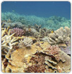 Gran Barrera de Coral ha superado cinco episodios mortales