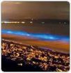 Bioluminiscencia: la reacción química que ilumina las aguas