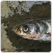 Presentan resiliencia asombrosa de peces dañados por petróleo